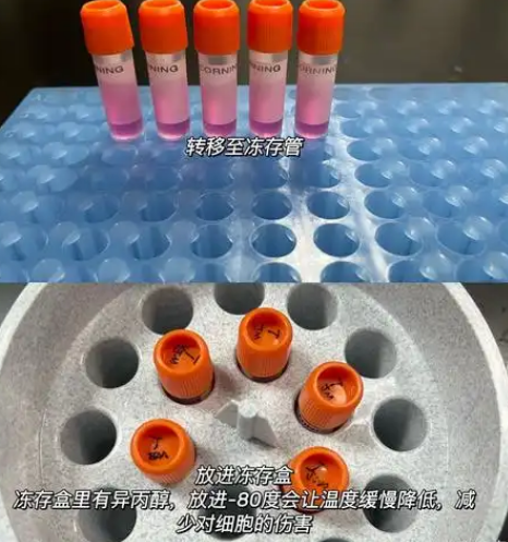 凍存 凍存